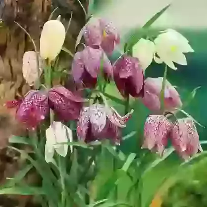 Meleagris Mixed